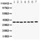 PAP-III antibody, PA5-78780, Invitrogen Antibodies, Western Blot image 