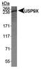 Ubiquitin Specific Peptidase 9 X-Linked antibody, NBP1-48321, Novus Biologicals, Western Blot image 