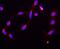 Signal Transducer And Activator Of Transcription 5B antibody, PB9512, Boster Biological Technology, Immunofluorescence image 