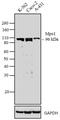 TTK Protein Kinase antibody, 35-9100, Invitrogen Antibodies, Western Blot image 