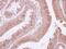 EGF Containing Fibulin Extracellular Matrix Protein 1 antibody, NBP2-16277, Novus Biologicals, Immunohistochemistry frozen image 