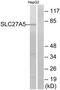 Solute Carrier Family 27 Member 5 antibody, TA315133, Origene, Western Blot image 