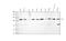 ATP Citrate Lyase antibody, PB10024, Boster Biological Technology, Western Blot image 