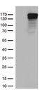 Transcriptional Repressor GATA Binding 1 antibody, CF813143, Origene, Western Blot image 