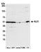 Notchless Homolog 1 antibody, A305-717A-M, Bethyl Labs, Western Blot image 