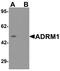 Adhesion Regulating Molecule 1 antibody, PA5-72851, Invitrogen Antibodies, Western Blot image 