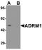 Adhesion Regulating Molecule 1 antibody, PA5-72851, Invitrogen Antibodies, Western Blot image 