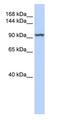 Lysine Demethylase 4C antibody, ab85454, Abcam, Western Blot image 