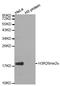 Histone H3 antibody, STJ23968, St John