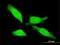 Testis Expressed Metallothionein Like Protein antibody, MA5-20799, Invitrogen Antibodies, Immunofluorescence image 