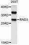 Rho Family GTPase 3 antibody, LS-C747050, Lifespan Biosciences, Western Blot image 