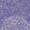 Adenylate Kinase 4 antibody, PA5-60104, Invitrogen Antibodies, Immunohistochemistry paraffin image 