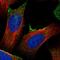 TM2 Domain Containing 2 antibody, NBP2-30917, Novus Biologicals, Immunocytochemistry image 