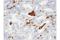 CD163 antibody, 93498S, Cell Signaling Technology, Immunohistochemistry frozen image 