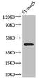 UDP-galactose translocator antibody, orb46103, Biorbyt, Western Blot image 
