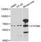 Cytochrome P450 Family 2 Subfamily B Member 6 antibody, abx125743, Abbexa, Western Blot image 