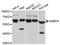 GA Binding Protein Transcription Factor Subunit Alpha antibody, A12047, ABclonal Technology, Western Blot image 