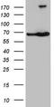 TATA-Box Binding Protein Associated Factor, RNA Polymerase I Subunit B antibody, TA808684S, Origene, Western Blot image 