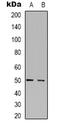 Serine Incorporator 1 antibody, LS-C368845, Lifespan Biosciences, Western Blot image 