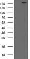 SNF2 Histone Linker PHD RING Helicase antibody, LS-C172354, Lifespan Biosciences, Western Blot image 