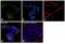 Enolase 2 antibody, PA1-46203, Invitrogen Antibodies, Immunofluorescence image 