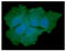 Superoxide Dismutase 1 antibody, GTX57658, GeneTex, Immunofluorescence image 