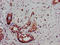 Doublecortin Like Kinase 1 antibody, orb400832, Biorbyt, Immunohistochemistry paraffin image 