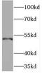 Torsin 1A Interacting Protein 1 antibody, FNab08871, FineTest, Western Blot image 