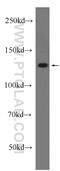 Sirtuin 1 antibody, 13161-1-AP, Proteintech Group, Western Blot image 