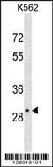 Olfactory Receptor Family 4 Subfamily S Member 2 antibody, 59-706, ProSci, Western Blot image 