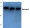 Protein Kinase AMP-Activated Catalytic Subunit Alpha 1 antibody, PA5-36045, Invitrogen Antibodies, Western Blot image 