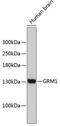 Glutamate Metabotropic Receptor 1 antibody, 19-101, ProSci, Western Blot image 