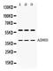 Alcohol Dehydrogenase 5 (Class III), Chi Polypeptide antibody, LS-C662475, Lifespan Biosciences, Western Blot image 