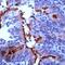Tubulin alpha-4A chain antibody, PA1-38814, Invitrogen Antibodies, Immunohistochemistry frozen image 