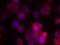 Protein Kinase C Delta antibody, GTX50605, GeneTex, Immunocytochemistry image 