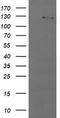 Phosphatidylinositol-4,5-Bisphosphate 3-Kinase Catalytic Subunit Gamma antibody, TA505222, Origene, Western Blot image 