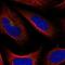 Transmembrane Protein 241 antibody, NBP2-56668, Novus Biologicals, Immunofluorescence image 