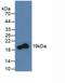 TNF Superfamily Member 11 antibody, abx131780, Abbexa, Western Blot image 