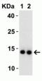Non-structural protein 9 antibody, 9163, ProSci, Western Blot image 
