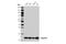 Protein transport protein Sec61 subunit beta antibody, 14648S, Cell Signaling Technology, Western Blot image 