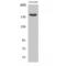 CDC42 Binding Protein Kinase Beta antibody, LS-C384601, Lifespan Biosciences, Western Blot image 