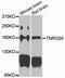 Trinucleotide Repeat Containing Adaptor 6A antibody, MBS9128165, MyBioSource, Western Blot image 