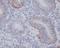 Integrin Subunit Alpha 6 antibody, M01693, Boster Biological Technology, Immunohistochemistry frozen image 