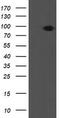 Prolyl 3-Hydroxylase 1 antibody, M06697-1, Boster Biological Technology, Western Blot image 