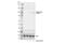 EZH2  phosphate antibody, 27888S, Cell Signaling Technology, Western Blot image 