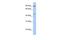 General Transcription Factor IIH Subunit 4 antibody, PA5-40568, Invitrogen Antibodies, Western Blot image 