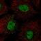 BARX Homeobox 1 antibody, PA5-65984, Invitrogen Antibodies, Immunofluorescence image 