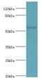 Serine And Arginine Rich Splicing Factor 4 antibody, LS-C376595, Lifespan Biosciences, Western Blot image 