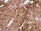Jade Family PHD Finger 3 antibody, NBP2-19796, Novus Biologicals, Immunohistochemistry paraffin image 