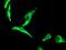 O-Sialoglycoprotein Endopeptidase antibody, MA5-25566, Invitrogen Antibodies, Immunocytochemistry image 